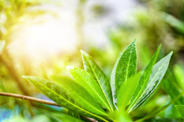 Closeup nature view of green leaf in garden at summer under sunlight. Natural green plants landscape using as a background or wallpaper.