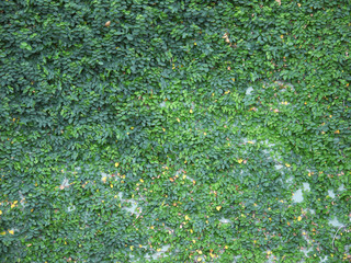 Green creeper on cement wall