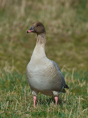 Pink-footed goose (Anser brachyrhynchus)