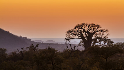 Obraz na płótnie Canvas Landscape with Baobab in Kruger National park, South Africa