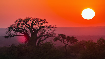 Obraz premium Wschód słońca z baobabem w Kruger National park, Południowa Afryka
