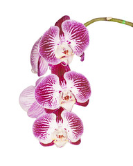 Pink orchid branch isolated on white background