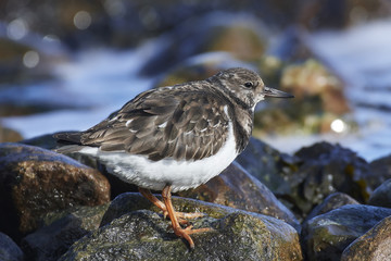 Ruddy turnstone (Arenaria interpres)