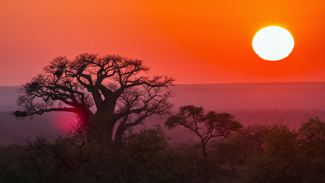 Fototapeta Sunrise with baobab in Kruger National park, South Africa