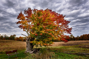 Solo Fall Tree