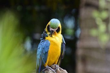 Macaw