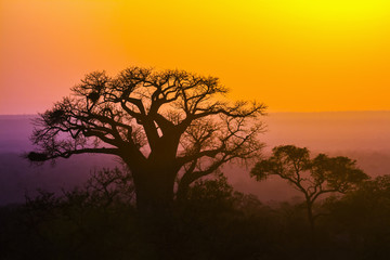 in Kruger National park, Zuid-Afrika