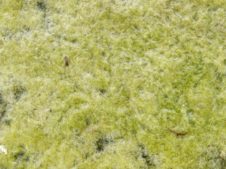 Green algae growing on the water's surface