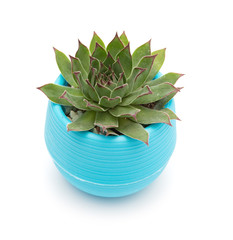 pot of green succulent plant on a white background