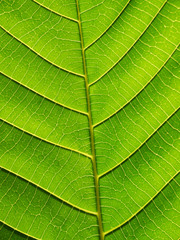 leaf texture