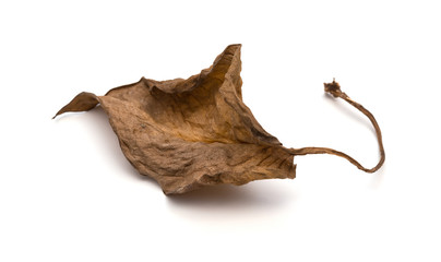 faded leaf on a white background