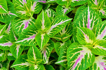 Green leaf texture. Leaf texture background