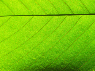 leaf texture