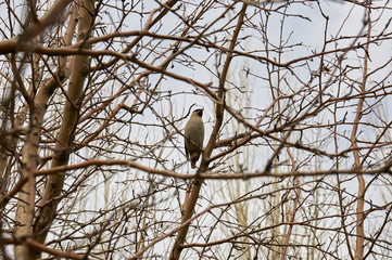 A bird in the branches of a tree in a city park