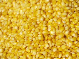steamed yellow corn seed background