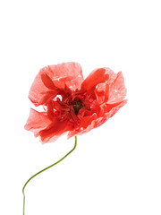 Obraz premium poppy flower