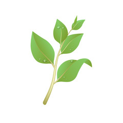 Vector illustration of a green twig with leaves isolated on white background. The leaves with dew.