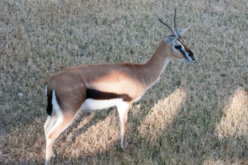 Close up of Thomson gazelle standing in green grassland