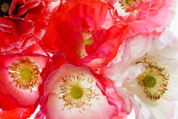Obrazy na Plexi  kwiaty maku