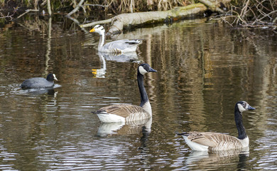 Canada goose-Large Waterbird of Europe prefer living in lakes