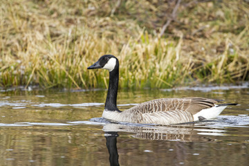 Canada goose-Large Waterbird of Europe prefer living in lakes