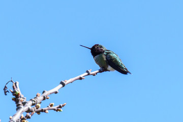 green small hummingbird bird on the branch against clean blue sky