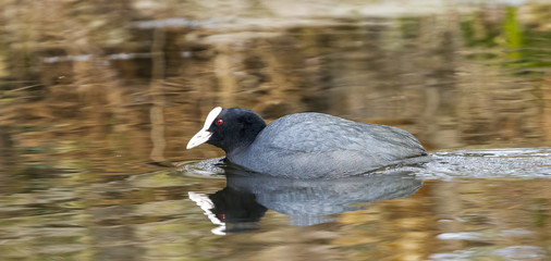 Eurasian coot-Waterbird of Europe prefer living in lakes