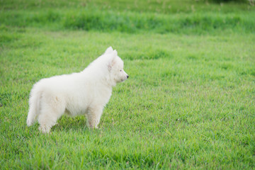 Obraz premium Cute siberian husky puppy on grass