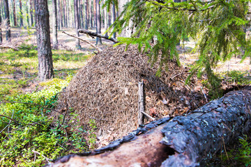 Anthill in the forest