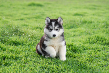 Cute siberian husky puppy on grass © lalalululala