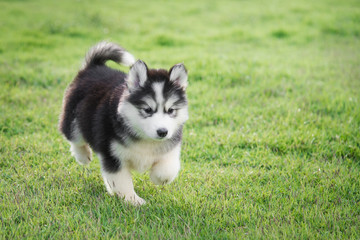 Cute siberian husky puppy on grass