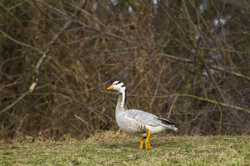 Greylag goose-Large Waterbird of Europe prefer living in lakes