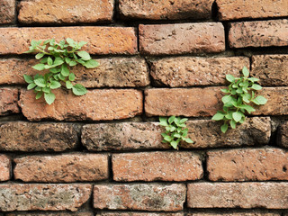 Brick wall with a crack and plants