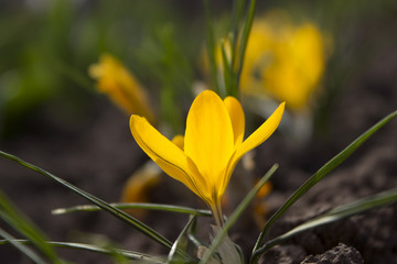 Yellow crocuses in the flower flowerbed, flowering early flower in spring