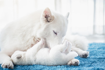 siberian husky mother playing with her puppy