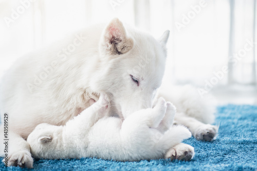 Siberian Husky Mother Playing With Her Puppy Stock Photo And