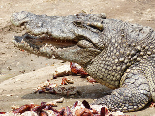 Crocodile with open mouth