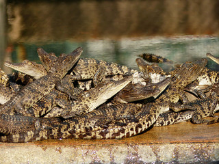 crocodile in zoo