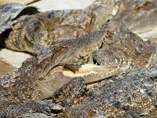 Crocodile with open mouth