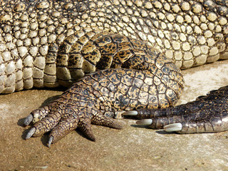 Naklejka premium foot of a crocodile