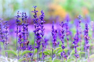 violet lavender flowers on a green blurred background