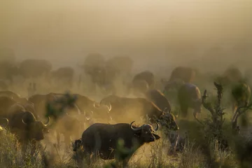 Crédence de cuisine en verre imprimé Buffle African buffalo in Kruger National park, South Africa