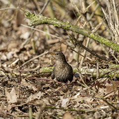 Common starling  looking material for nest building.