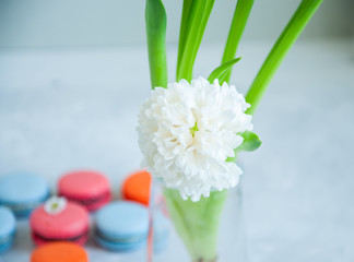 White hyacinth flower and colorful macarons on a stone background. Close up.