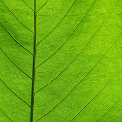 Fototapeta na wymiar leaf texture
