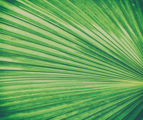 Obraz premium Details of big green leaf, Close up of leaf texture background, Abstract green line background,