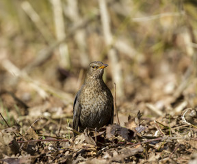Common starling  looking material for nest building.