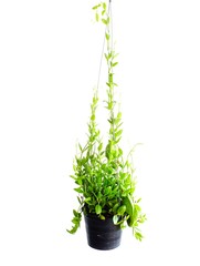 green ivy house plant haning on white background