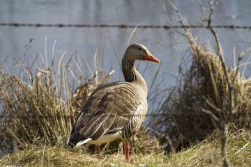Greylag goose-Large Waterbird of Europe prefer living in lakes