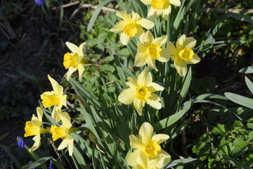 Obraz na płótnie Canvas Spring flowering bulb plants in the flowerbed. Flowers daffodil yellow